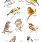 Les oiseaux du jardin à l'aquarelle