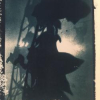 Photogramme au cyanotype et gravure