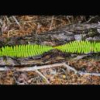 Atelier Land Art au chateau de Fontainebleau 