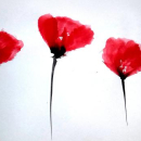 Coquelicots