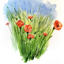 aquarelle coquelicots laurent berset