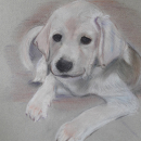 labrador aux pastels