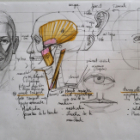 Stage de morphologie humaine