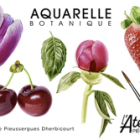 Illustration botanique à l'aquarelle