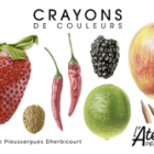 Illustration botanique aux crayons de couleurs