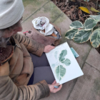 Dessin botanique aux serres d'auteuil