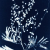 Découverte du cyanotype