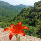 Le printemps en cévennes