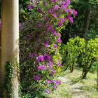 Stage aquarelle de parcs remarquables